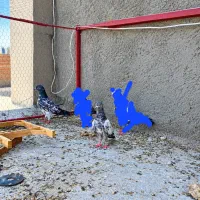 کبوتر