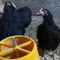 فروش ۳۰ قطعه لاکنولدر استرالورپ ویاندوت بلورد|حیوانات مزرعه|محلات, |دیوار