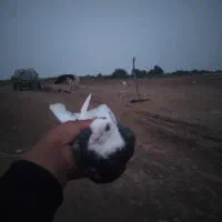 شازده پرشی|پرنده|انبارآلوم, |دیوار
