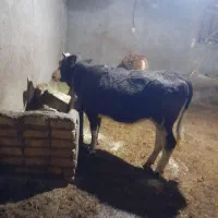 فروش گوساله ماده