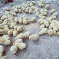 جوجه گوشتی راس 308|حیوانات مزرعه|اردکان, |دیوار