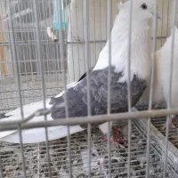 کبوتر دکور پشتار