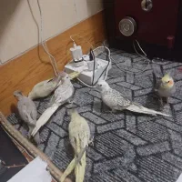 عروس هلندی