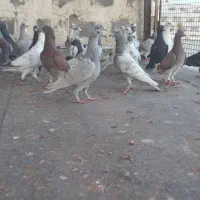 کبوتر آبپخش