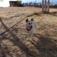 توله سگ|سگ|سقز, |دیوار