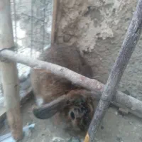 خرگوش لوپ|موش و خرگوش|قائن, |دیوار