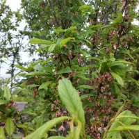 باغ باغچه زمین ۵۰۰ متری شهرکی ویلایی|فروش زمین و ملک کلنگی|رباط‌کریم, منجیل آباد|دیوار