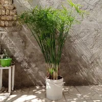 نخل مرداب