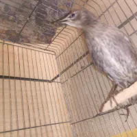 جوجه سار
