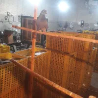 کبوتر پرسی|پرنده|قرچک, پویینک|دیوار