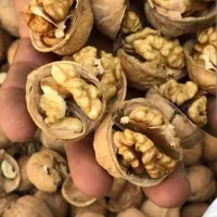 گردو باغی ب شرط