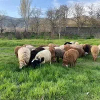 گوسفند زنده یکبار خرید برای همیش مشتری شوید