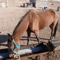 دو تا اسب مادیون|اسب و تجهیزات اسبسواری|خرم بید, |دیوار