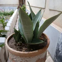 گل سنسوریا مهتابی
