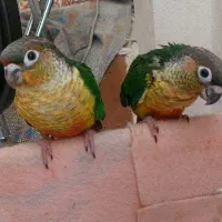 گرینچیک