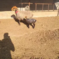 میش کری|حیوانات مزرعه|مرودشت, تخت جمشید|دیوار