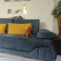 واگذاری توله سگ های پودل