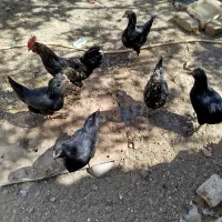 مرغ وخروس