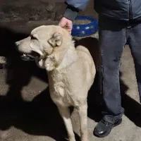 لاس سراب|سگ|اصفهان, بهارستان (مخابرات)|دیوار