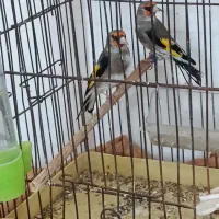 سهره کرمونی جوجه قفس|پرنده|تربت جام, جامی|دیوار