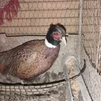 پرنده زینتی جوان قر|حیوانات مزرعه|کرمان, |دیوار