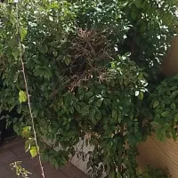 اجاره منزل در سیدگلسرخ