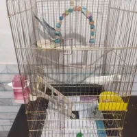 عروس 3ماهه|پرنده|زرند, |دیوار