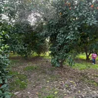 باغچه|فروش زمین و ملک کلنگی|دزفول, |دیوار