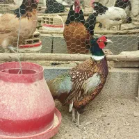 تخم  بلدرچین زینتی