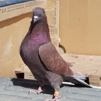 ۴طوق کبوتر اصیل یکجای ۱۵۰۰ مقطوع|پرنده|هشتگرد, شهرک اداری|دیوار