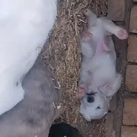 کوچوک نسل دار اینده دار|سگ|باخزر, |دیوار