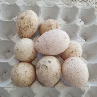 تخم نطفه دار بوقلمون