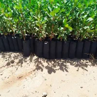 فروش نهال پسته بادامی زرندی