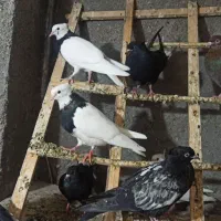 کفتر طوقی