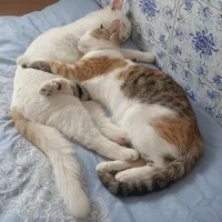 چندتا گربه رنگی با نمک که یک رگشون پرشین هست|گربه|بردسکن, |دیوار