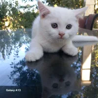 بچه گربه ۲ماهه|گربه|ارومیه, |دیوار