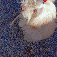 سگ ماده بازیگوش|سگ|خاش, |دیوار