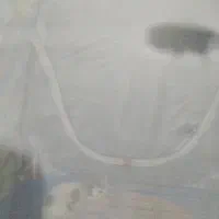 گربه خانگی دوست داشتنی