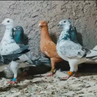 کبوتر