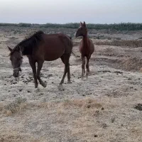 مادیان باکره