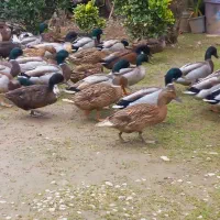 اردک (نر) پروازی اصیل فقط نر موجود|حیوانات مزرعه|رشت, شهریاران|دیوار