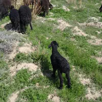 ۱عدد بره شیری