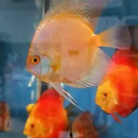 ماهی دیسکس سرحال|ماهی|کرج, شهرک بنفشه|دیوار