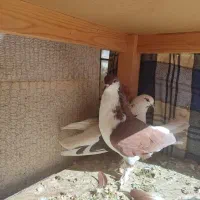 چهار جفت کبوتر|پرنده|صدرا-فارس, فاز ۱|دیوار