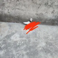 طوقی|پرنده|بناب, |دیوار