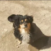 سگ پامر روباهی