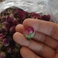 غنچه وگل محمدی خشک