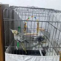 عروس هلندی نروماده