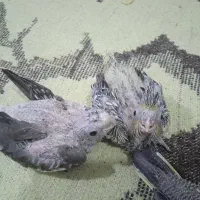 جوجه عروس هلندی|پرنده|بندر کنگان, |دیوار