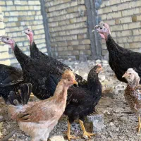 بوقلمون/مرغ وخروس محلی اذان گو‌ ارگانیک|پرنده|شیراز, شهرک فرزانگان|دیوار